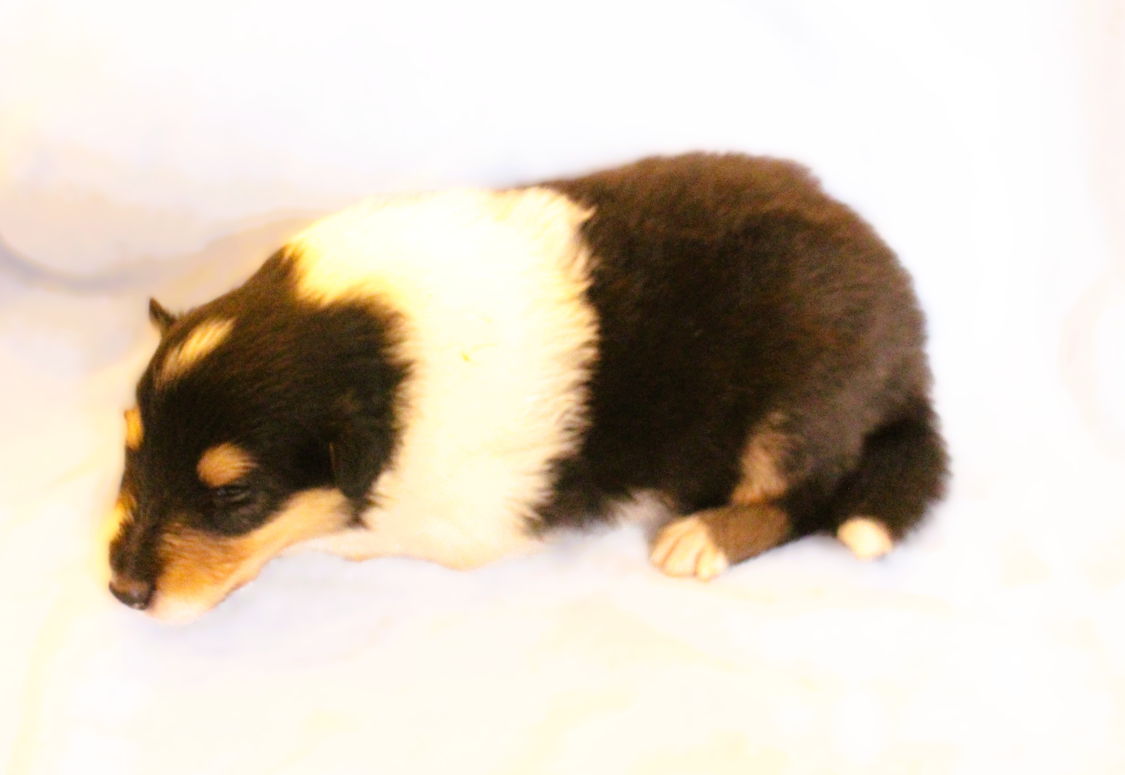 Paco 2W